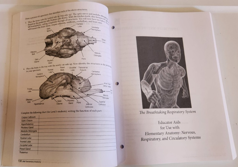 MasterBooks-Elementary Anatomy: Nervous & Respiratory System Teacher + Student gallery