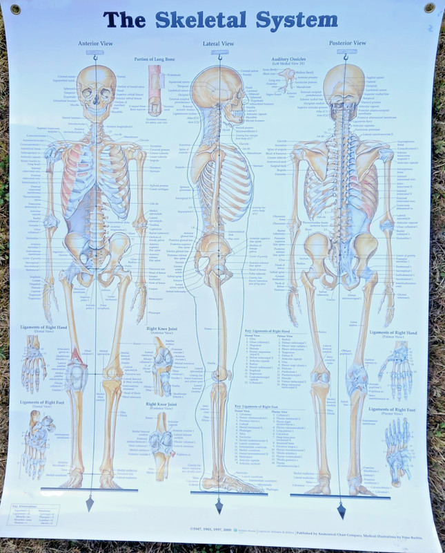 The Skeletal System | Anatomical Chart | Laminated Wall Chart / Poster | 2000 gallery