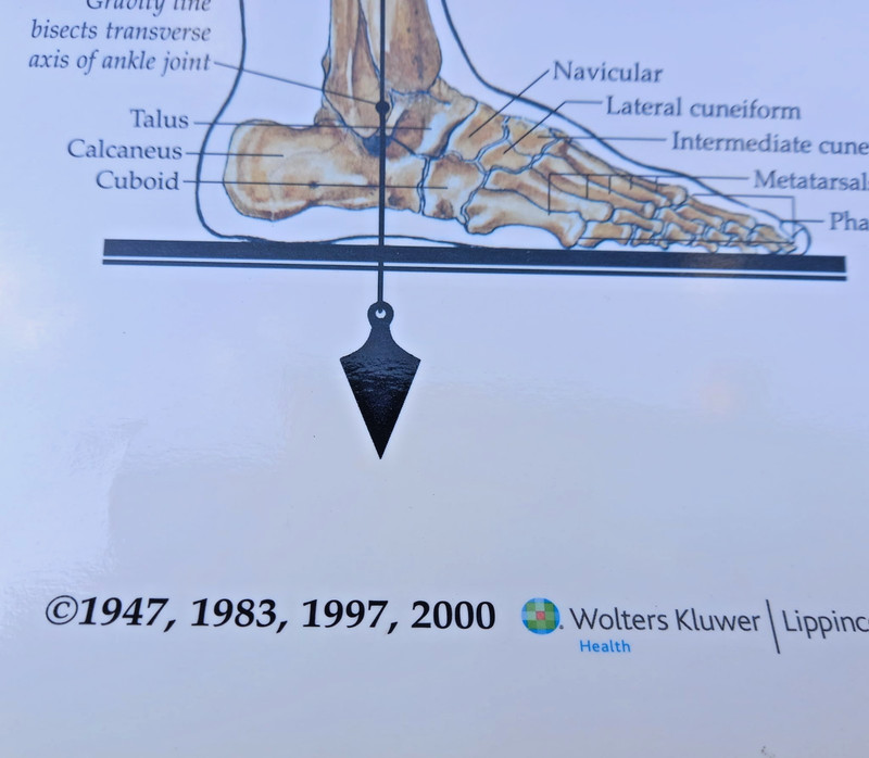 The Skeletal System | Anatomical Chart | Laminated Wall Chart / Poster | 2000 gallery