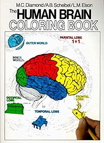 The Human Brain Coloring Book (Coloring Conce… by Scheibel, Arnold B Paperback