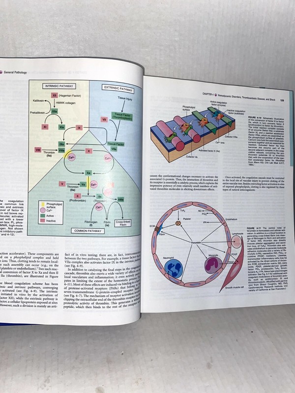 Robbins & Cotran Pathologic Basis of Disease, Seventh Edition WITH CD gallery