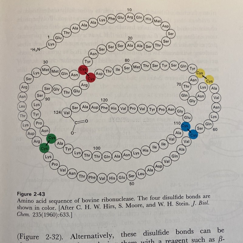 Biochemistry by Lubert Stryer (1981, Hardcover) gallery