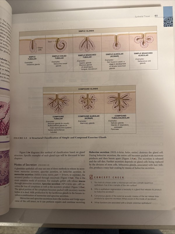 Human Anatomy 5th edition Authors: Martini/Timmons/Tallitsch gallery