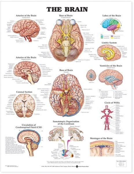 Brain, Paperback by Anatomical Chart Co. (COR), Like New Used, Free shipping …
