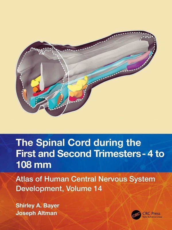 The Spinal Cord during the First and Early Second Trimesters 4- to 108-mm Crown-
