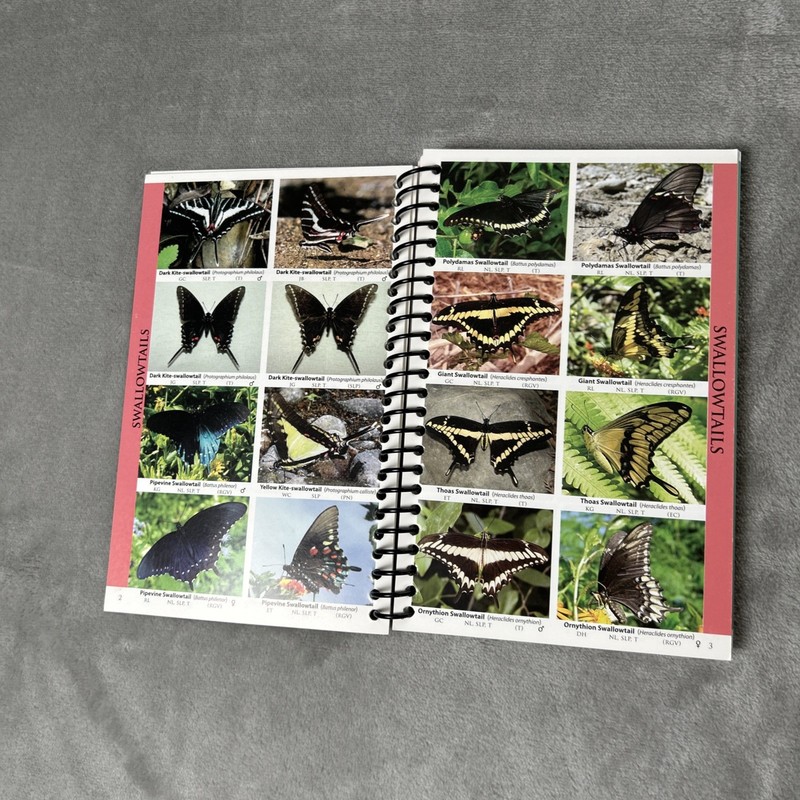 Butterflies of Northeast Mexico, Photographic List, Garwood, Lehman 2nd Edition gallery