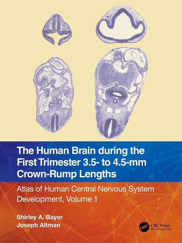 The Human Brain during the First Trimester 3.5- to 4.5-mm Crown-Rump Lengths: At