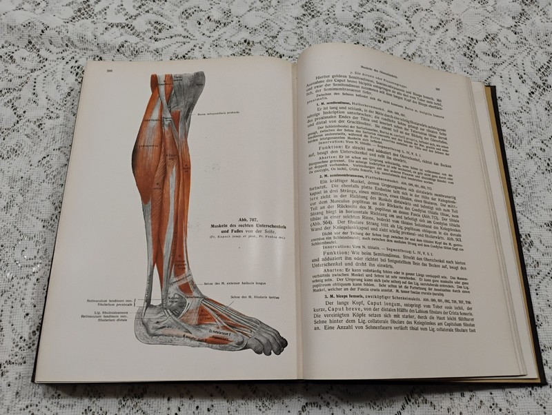 Atlas Of Human Anatomy 1952 Vol 1 In German Skeletal, Muscular General systems gallery