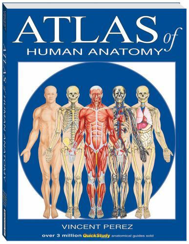 Atlas Of Human Anatomy (Quickstudy Books) by BarCharts, Inc.