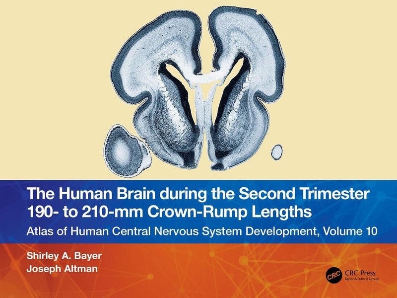 The Human Brain during the Second Trimester 190- to 210-mm Crown-Rump Lengths: A