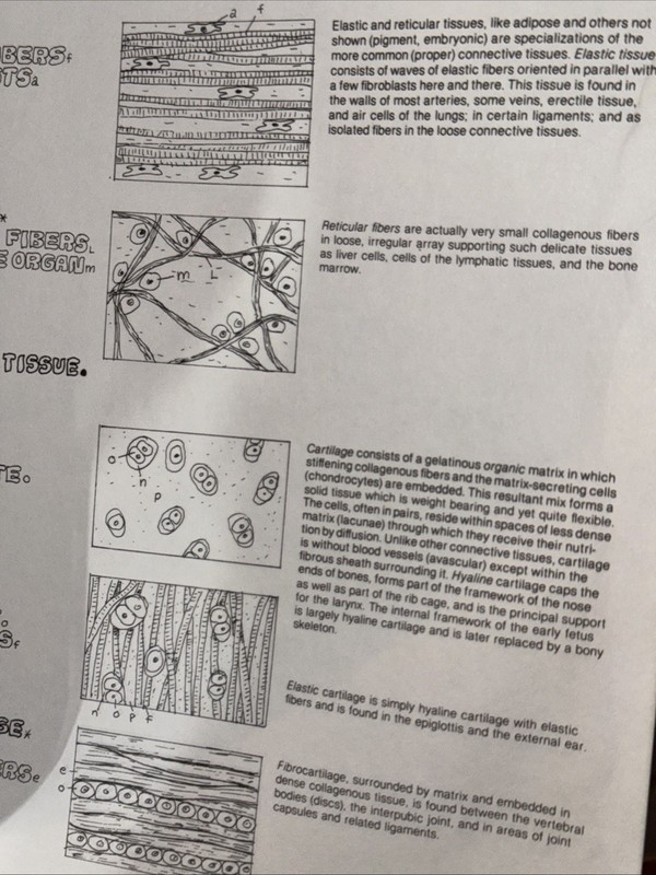 The Anatomy Coloring Book , Wynn Kapit gallery