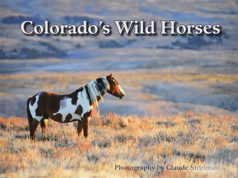 Colorado’s Wild Horses
