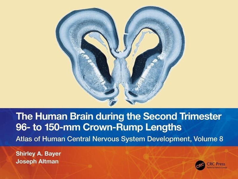 The Human Brain during the Second Trimester 96- to 150-mm Crown-Rump Lengths: At