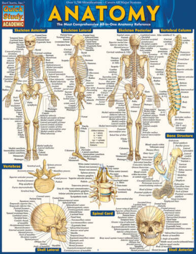Anatomy (Quickstudy Academic) – Cards By BarCharts, Inc. – VERY GOOD