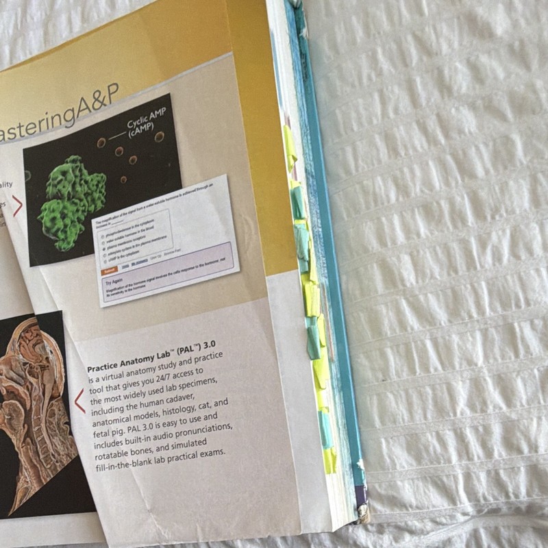 Pearson Anatomy & Physiology 6th Ed HC 2017 Marieb Hoehn ISBN 9780134561615 gallery