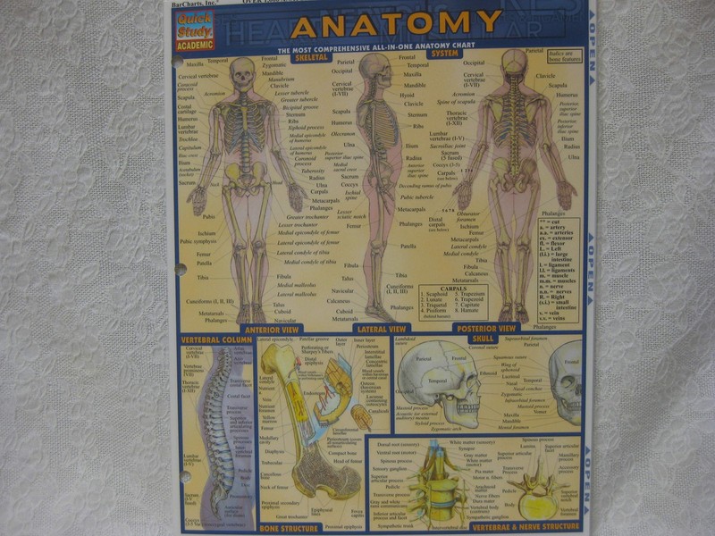 Anatomy (Quickstudy Reference Guides – Academic)
