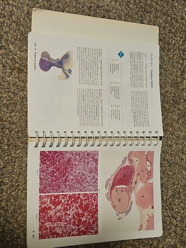 Color Atlas of Histology by Leslie P. Gartner and James Hiatt gallery