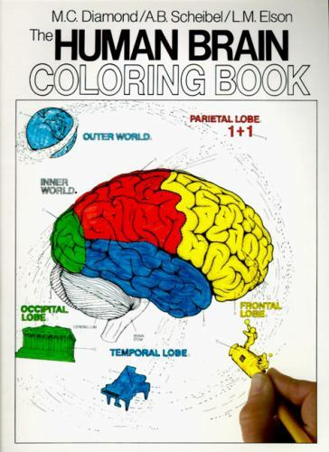 Coloring Concepts Ser.: The Human Brain Coloring Book by Arnold B. Scheibel and
